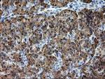 SSR1 Antibody in Immunohistochemistry (Paraffin) (IHC (P))