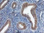 SSR1 Antibody in Immunohistochemistry (Paraffin) (IHC (P))