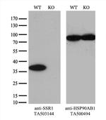 SSR1 Antibody