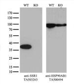 SSR1 Antibody