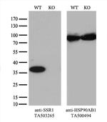 SSR1 Antibody