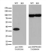 SSR1 Antibody