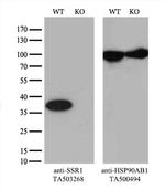 SSR1 Antibody