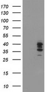 SSR1 Antibody in Western Blot (WB)