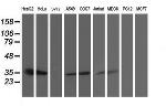 SSR1 Antibody in Western Blot (WB)