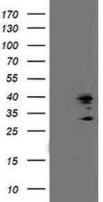 SSR1 Antibody in Western Blot (WB)