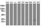SSR1 Antibody in Western Blot (WB)