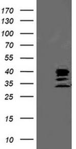 SSR1 Antibody in Western Blot (WB)