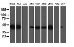 SSR1 Antibody in Western Blot (WB)