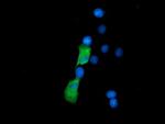SSSCA1 Antibody in Immunocytochemistry (ICC/IF)