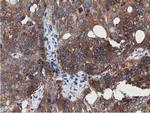 SSSCA1 Antibody in Immunohistochemistry (Paraffin) (IHC (P))