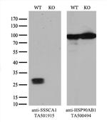 SSSCA1 Antibody