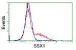 SSX1 Antibody in Flow Cytometry (Flow)