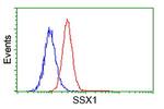 SSX1 Antibody in Flow Cytometry (Flow)