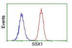 SSX1 Antibody in Flow Cytometry (Flow)