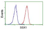 SSX1 Antibody in Flow Cytometry (Flow)