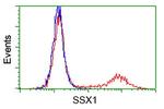 SSX1 Antibody in Flow Cytometry (Flow)