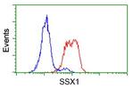 SSX1 Antibody in Flow Cytometry (Flow)