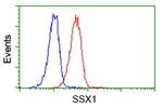 SSX1 Antibody in Flow Cytometry (Flow)