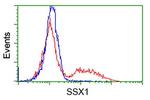 SSX1 Antibody in Flow Cytometry (Flow)