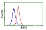 SSX1 Antibody in Flow Cytometry (Flow)