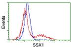 SSX1 Antibody in Flow Cytometry (Flow)