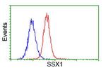 SSX1 Antibody in Flow Cytometry (Flow)