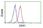 SSX1 Antibody in Flow Cytometry (Flow)