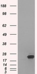 SSX2 Antibody in Western Blot (WB)