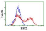 SSX5 Antibody in Flow Cytometry (Flow)