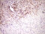 STAB2 Antibody in Immunohistochemistry (Paraffin) (IHC (P))