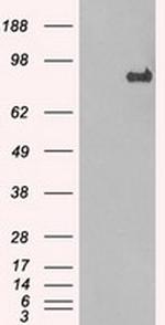 STAT1 Antibody in Western Blot (WB)