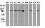 STAT1 Antibody in Western Blot (WB)