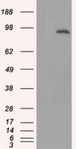 STAT1 Antibody in Western Blot (WB)