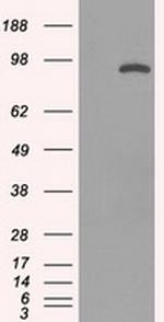 STAT1 Antibody in Western Blot (WB)