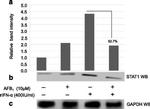 STAT1 Antibody in Western Blot (WB)