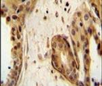 STAT2 Antibody in Immunohistochemistry (IHC)