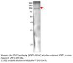 STAT3 Polyclonal Antibody