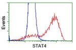 STAT4 Antibody in Flow Cytometry (Flow)
