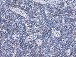 STAT4 Antibody in Immunohistochemistry (Paraffin) (IHC (P))