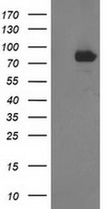 STAT4 Antibody in Western Blot (WB)