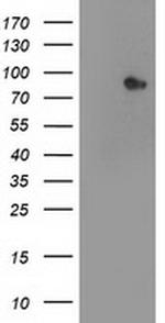 STAT4 Antibody in Western Blot (WB)