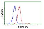 STAT5A Antibody in Flow Cytometry (Flow)