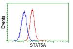STAT5A Antibody in Flow Cytometry (Flow)