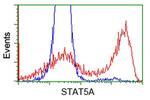 STAT5A Antibody in Flow Cytometry (Flow)