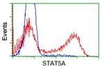 STAT5A Antibody in Flow Cytometry (Flow)