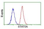 STAT5A Antibody in Flow Cytometry (Flow)
