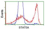 STAT5A Antibody in Flow Cytometry (Flow)