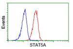 STAT5A Antibody in Flow Cytometry (Flow)