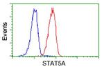 STAT5A Antibody in Flow Cytometry (Flow)